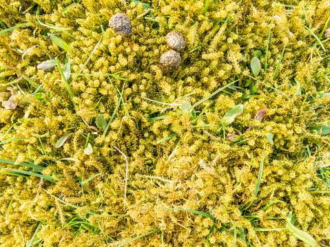 Close-up of moss, leaves of grass and rabbit droppings in nature, Netherlands