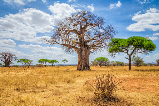 Baobab en parque nacional de Tarangire de Tanzania photo