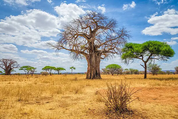 Adansonia digitata / Baobab Tree in Tarangire National Park - Tanzania. Adansonia digitata (Baobab) is the most widespread of the Adansonia species on the African continent, found in the hot, dry savannahs of sub-Saharan Africa. It also grows, having spread secondary to cultivation, in populated areas.