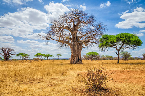 баобаб в национальный парк тарангире-танзания - african baobab стоковые фото и изображения