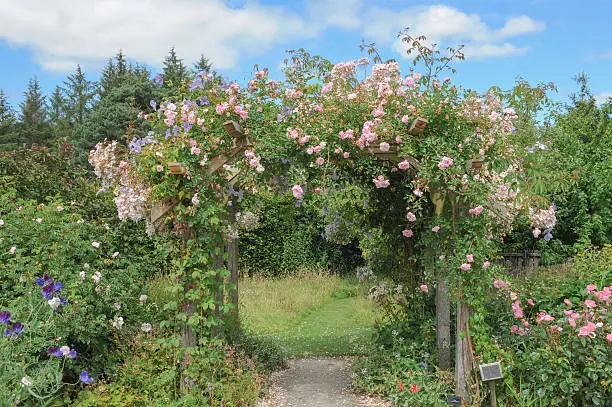 Photo of Traditional English Cottage Garden in Devon in summer.