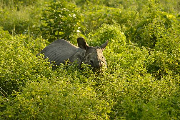 istock Indian One Horned Rhino 504337536