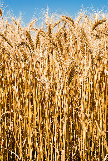 istock Gold wheat field and blue sky 504337575