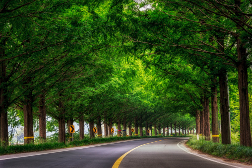 Damyang Metasequoia Road in South Korea. Taken in summer.