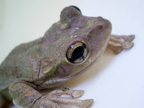 istock closely frogeye 504337999
