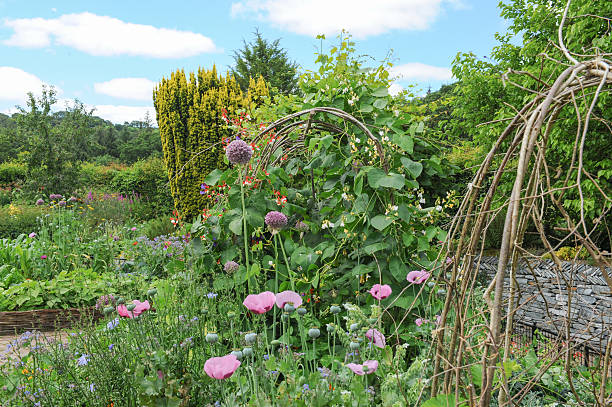 istock Traditional English Cottage Garden in Devon in summer. 504338015