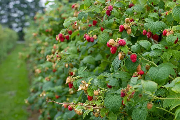 A row of raspberry bushes at a pick your own fruit site.