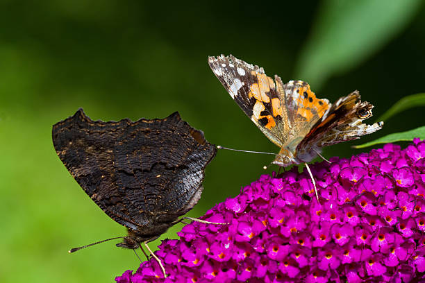butterflies on summer lilac - comma bildbanksfoton och bilder