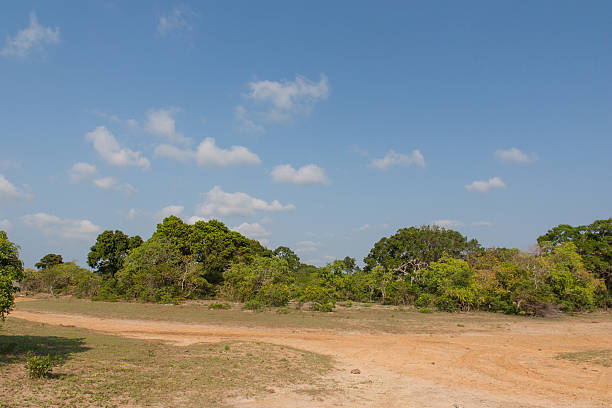 istock Safari in the Yala Nationalpark 504339967