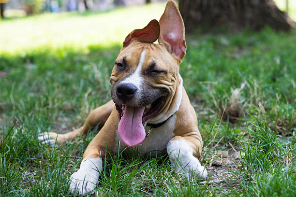 istock Happy puppy in the park 504340975