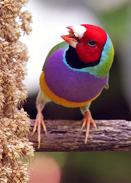 Gouldian Finch Colorful Gouldian Finch Eating Birdseed gouldian finch stock pictures, royalty-free photos & images
