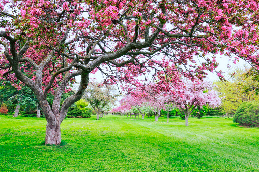 Flowering apple trees in spring