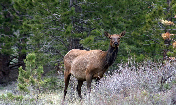 istock Elk at Rocky Mountain National Park 504341305