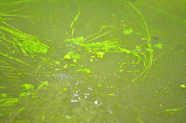 Green Moss Disturbed stock photo