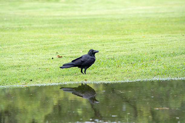 istock House Crow on the grass 504341569