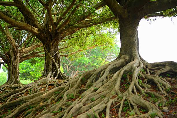 istock Roots of banyan trees 504342235