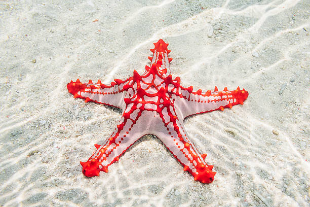rosso-knobbed stelle marine (protoreaster linckii) di zanzibar - stella marina cornuta foto e immagini stock