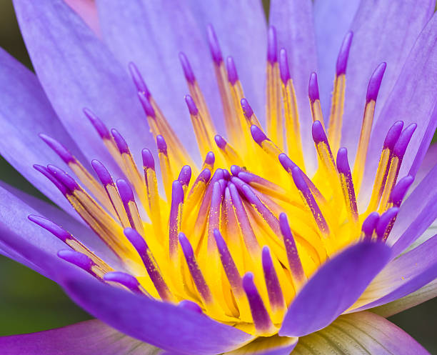 istock Violet Lotus Flower Closeup 504342891