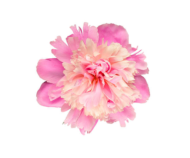 istock Pink and rosy peony flower 504343254