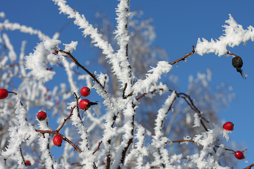 Frozen rose hips covered by snow and winter blue sky.