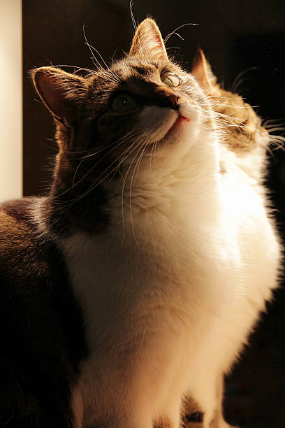 istock little cat in front of a mirror light 504344212