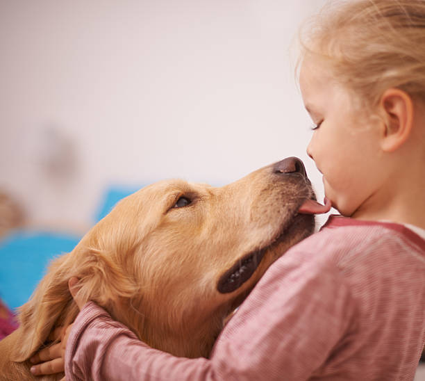 Kisses from my best friend A cropped shot of a golden retriever licking a cute little girl's face preschooler caucasian one person part of stock pictures, royalty-free photos & images