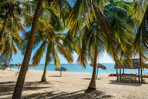 istock Summer beach view from behind palm leaves 504345172