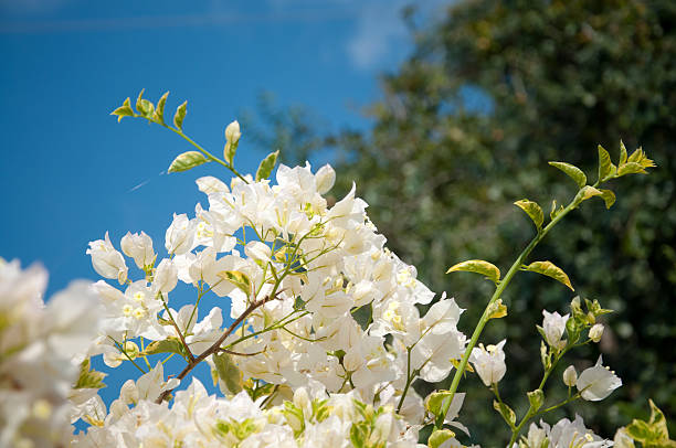istock Bougainvillea Flower 504345182