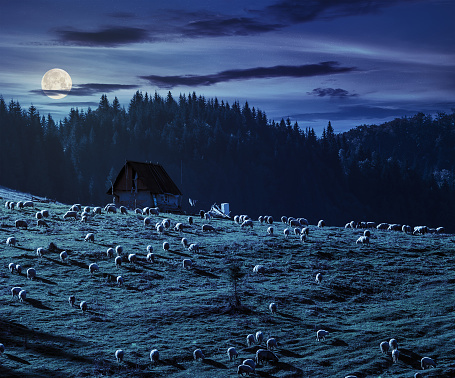 flock of sheep on the meadow on hillside near the fir forest in mountains of Romania at night in full moon light