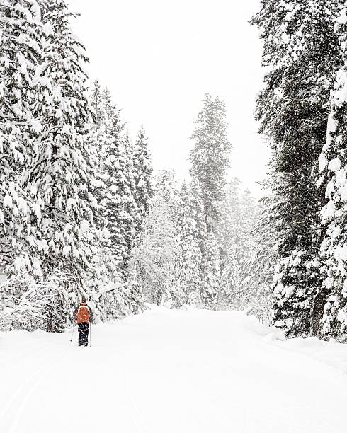 istock Winter snow falling on a cross country skiier 504346082