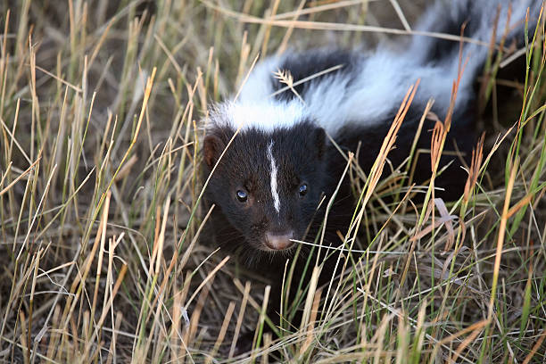 young skunk in a saskatchewan roadside ditch - skunk stok fotoğraflar ve resimler