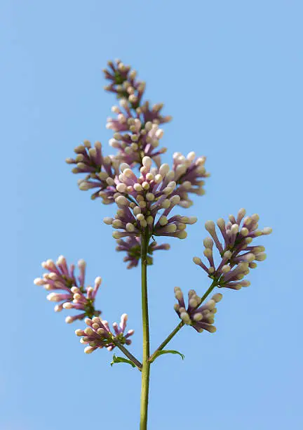 branch of blooming lilacs against the sky