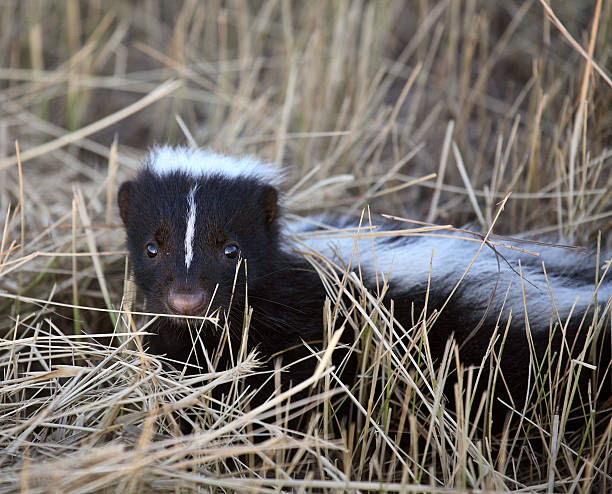 istock Young skunk in a Saskatchewan roadside ditch 504364733