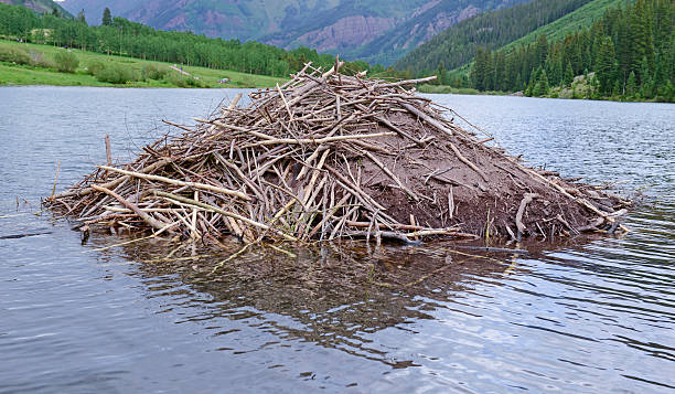 dique de castor feita de bastões e sucursais pond - north american beaver fotos imagens e fotografias de stock