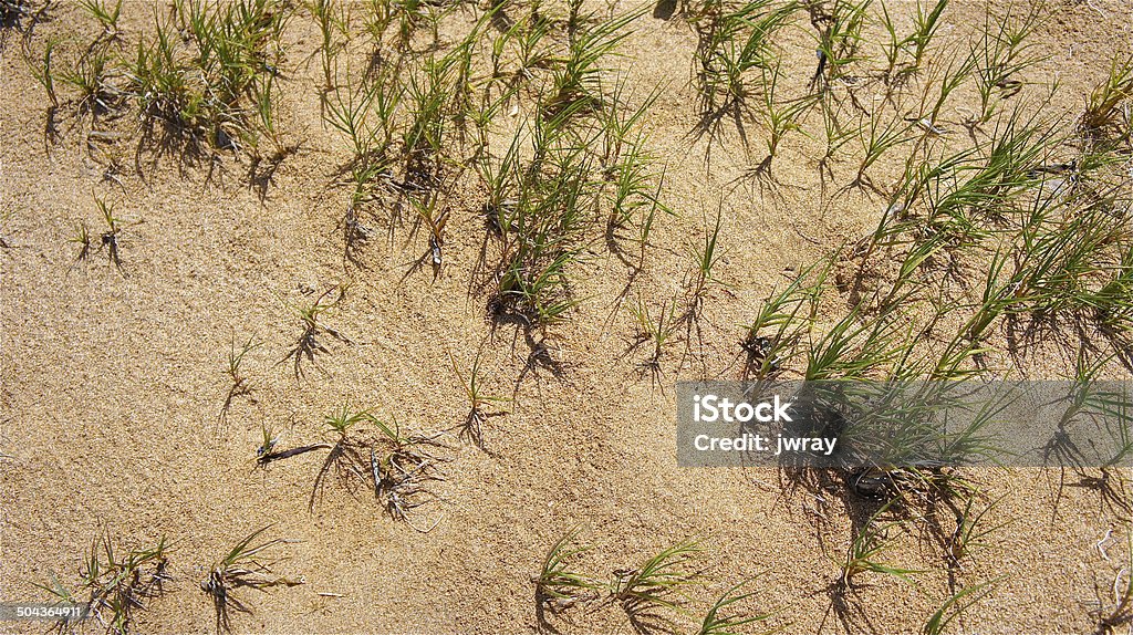 Hardy herbe - Photo de Abstrait libre de droits