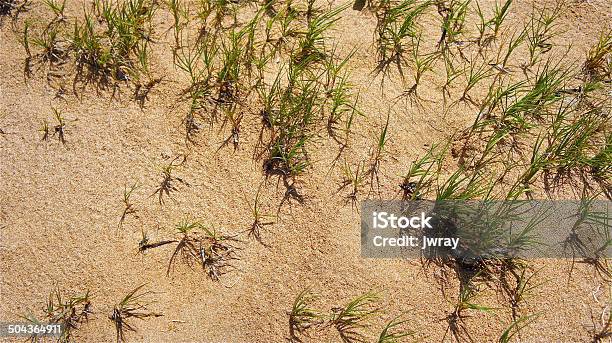 Hardy Grass - zdjęcia stockowe i więcej obrazów Abstrakcja - Abstrakcja, Brązowy, Bunt