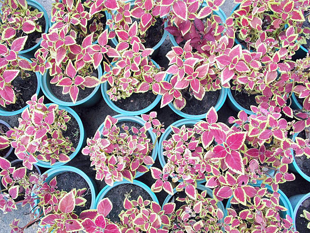 istock Potted seedlings growing in biodegradable peat moss pots 504365089