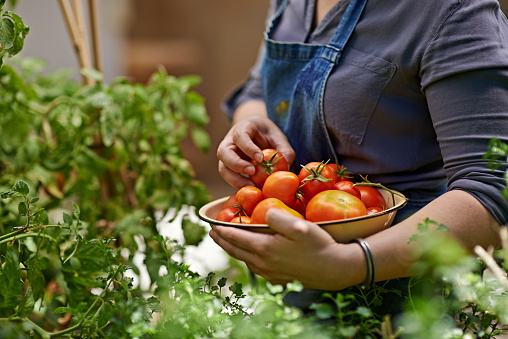A cropped shot of a woman picking home-grown tomatoes in her garden