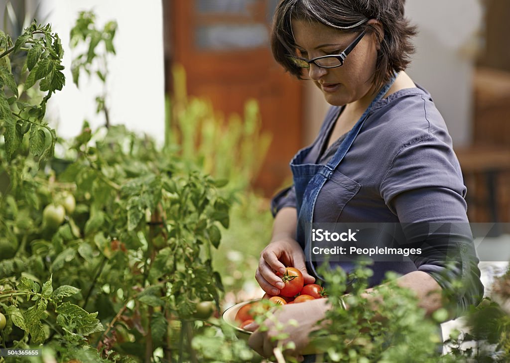 My tomatoes are looking lovely this season Shot of a woman picking home-grown tomatoes in her garden 30-39 Years Stock Photo