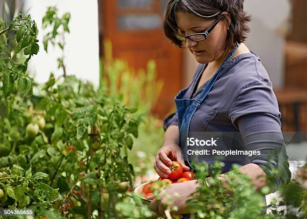 My Tomatoes Are Looking Lovely This Season Stock Photo - Download Image Now - 30-39 Years, Active Lifestyle, Adult