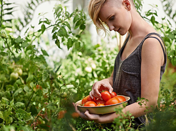свежие и вкусные - gardening women vegetable formal garden стоковые фото и изображения
