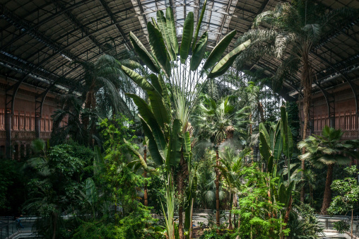 Tropical forest with different types of plants and trees of green colors inside the railway station of Atocha. Atocha's station is the most important of Madrid, the capital of Spain