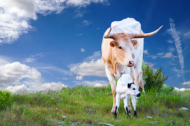 Female Longhorn cow grazing in a Texas pasture  with her newborn calf