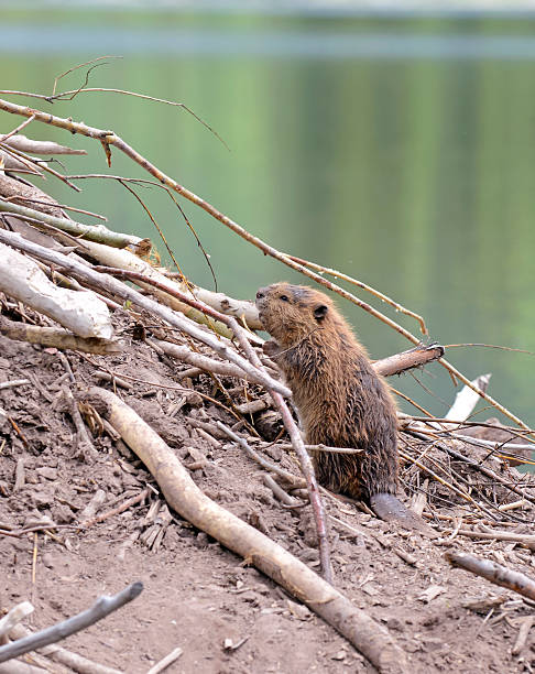istock Baby beaver on lodge in pond 504368543