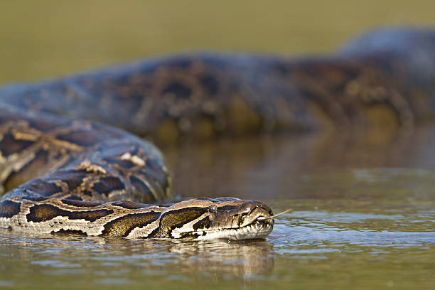 asiatische pythonleder in river in nepal - anakonda stock-fotos und bilder