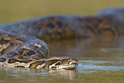 Boa constrictor snake seen close-up rearing his head