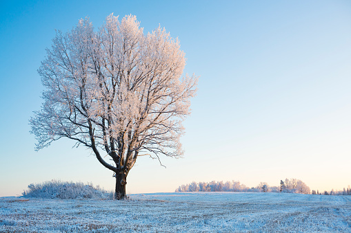 Oak tree and field covered with snow.
