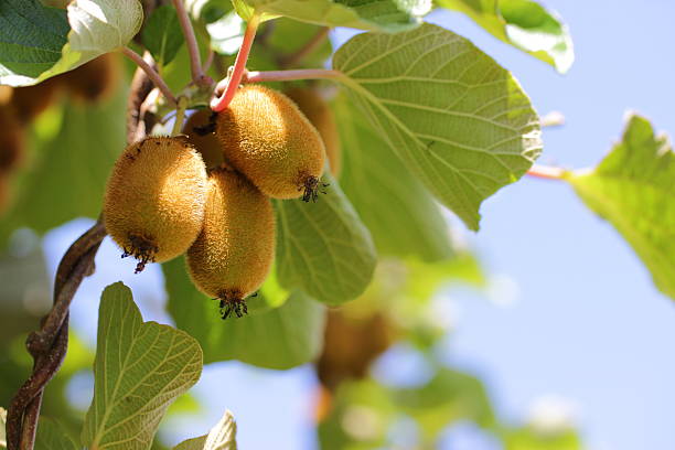 Kiifruit Actinidia deliciosa, plant of kiwifruit with golden fruit kiwi fruit stock pictures, royalty-free photos & images