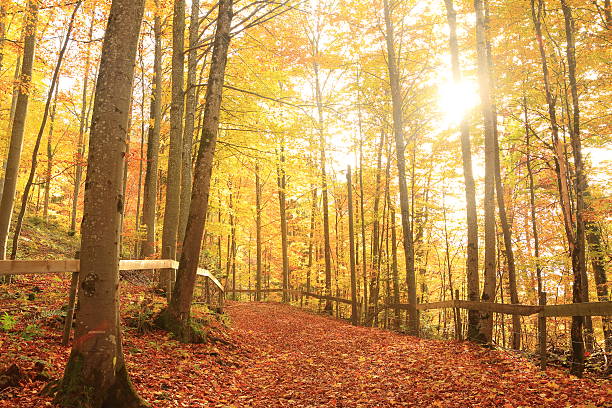 istock Autumn Afternoon in the Forest Trail 504371364