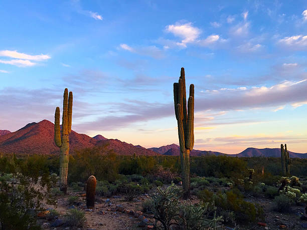 istock Saguaro in Sonoran Desert 504371842